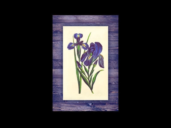 Постер Ирисы для интерьера офиса, дома, квартиры или школы