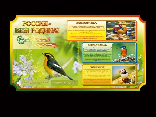 Школьный стенд о России - Удивительный мир птиц, с яркими фотографиями и интересными фактами о редких птицах