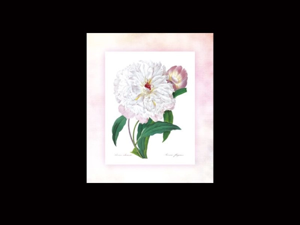 Постер декоративный Белый пион для оформления интерьера