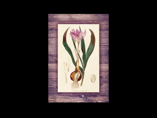 Декоративный постер для оформления интерьера с изображением цветка