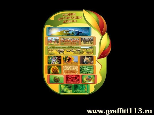 Стенд Уровни организации живого для размещения в кабинете биологии в школе.