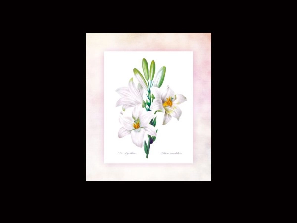Постер на стену Белые лилии для декорирования интерьера