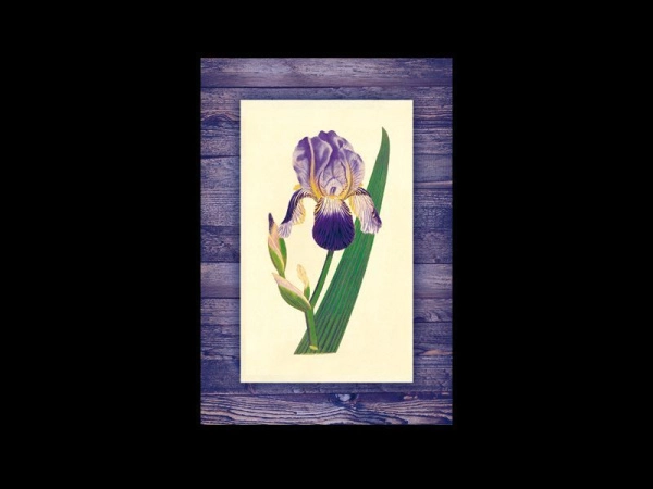 Интерьерный постер с Ирисом для украшения любого интерьера