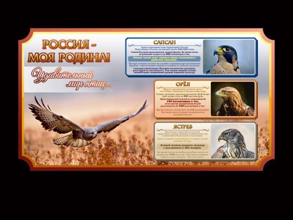 Школьный стенд о России - Удивительный мир птиц, повествующий о хищных птицах, обитающих на территории России