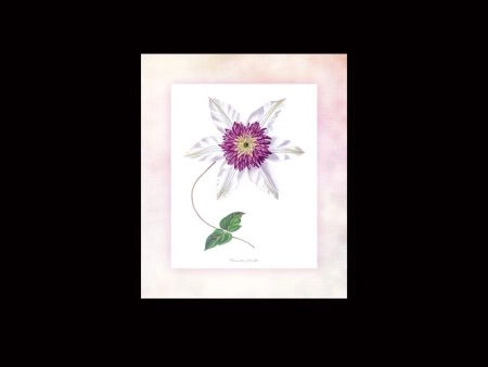 Постер для интерьера Клематис, арт. ФП-002