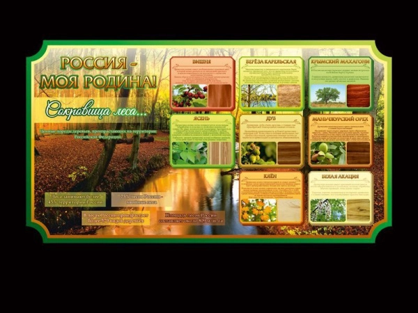 Школьный стенд о России - Сокровища леса, расскажет своему читателю о ценных породах деревьев, произрастающих в Российских лесах